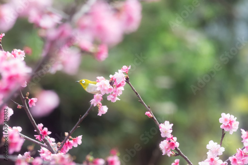 沖縄に咲く紅いヒカンザクラとメジロ、桜、寒緋桜 © cotta foto