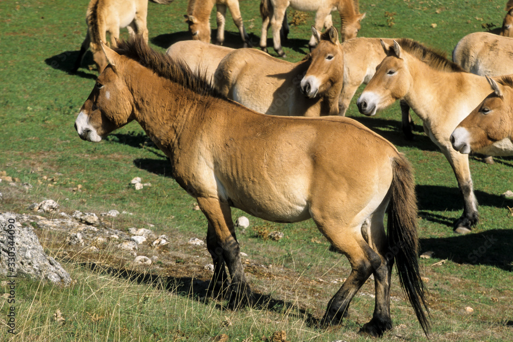 Cheval de Przewalski, Equus przewalski, Causse Méjean , Parc naturel régional des grands causses , 48 Cheval de Przewalski, Equus przewalski, Causse Méjean , Parc naturel régional des grands causses , 48