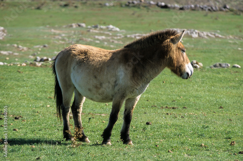 Cheval de Przewalski, Equus przewalski,  Causse Méjean , Parc naturel régional des grands causses , 48
