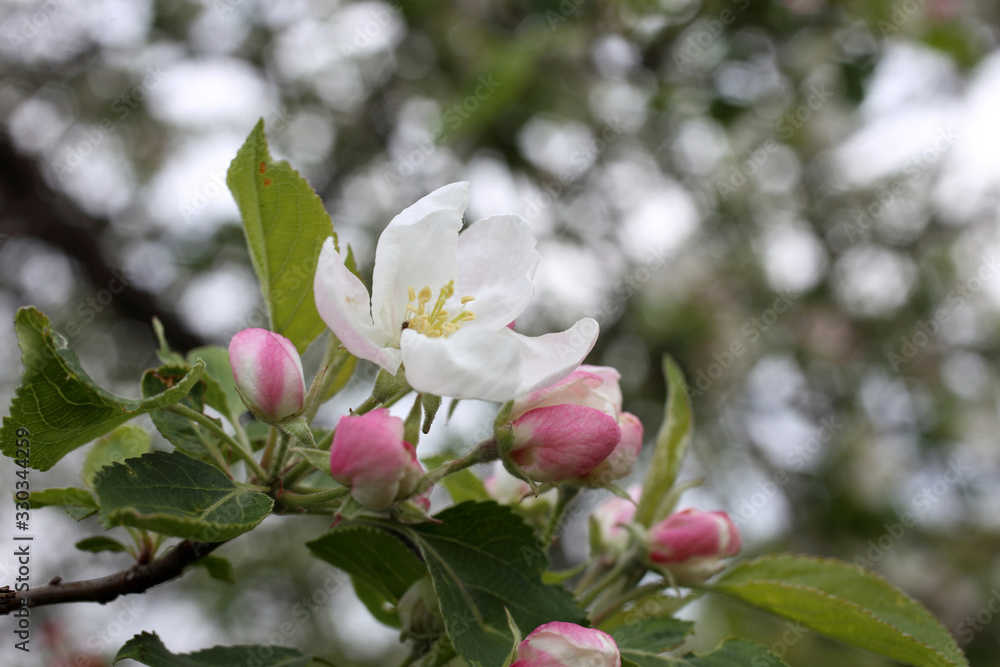 Fototapeta premium Apple flower and buds