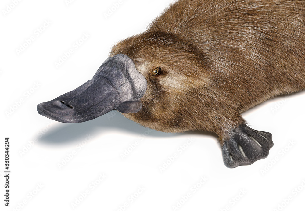 Platypus duck-billed animal. (Ornithorhynchus anatinus) 3D illustration.  Stock Illustration | Adobe Stock