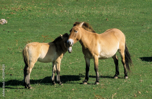 Cheval de Przewalski, Equus przewalski,  Causse Méjean , Parc naturel régional des grands causses , 48 © JAG IMAGES