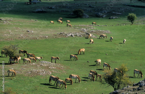 Fototapeta Naklejka Na Ścianę i Meble -  Cheval de Przewalski, Equus przewalski,  Causse Méjean , Parc naturel régional des grands causses , 48