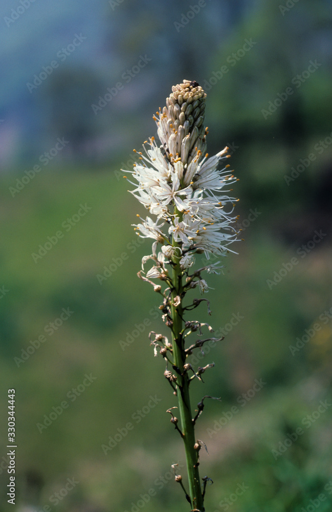 Asphodèle blanc, Asphodelus albus Asphodèle blanc, Asphodelus albus