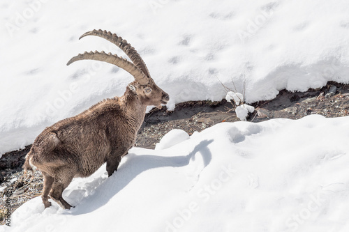 The Ibex near the creek in winter season (Capra ibex) © manuel