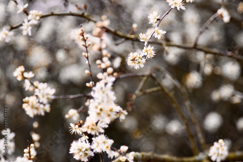 beautiful white spring blossom background landscape 