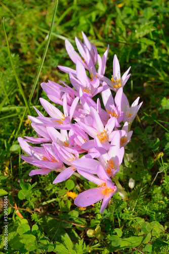 Herbstzeitlose oder Herbst-Zeitlose (Colchicum autumnale)	 photo