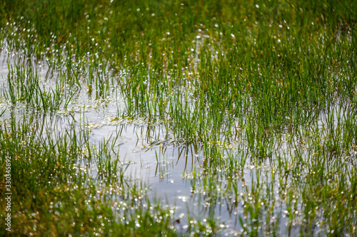 Water puddles stand on a field with grass