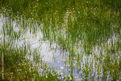 Water puddles stand on  a field with grass