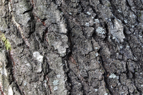 Old tree bark, texture, background. Bark of birch. © Michail