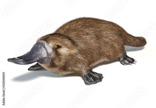 Platypus duck-billed animal. (Ornithorhynchus anatinus) 3D illustration.