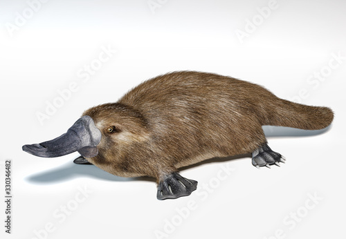 Platypus duck-billed animal. (Ornithorhynchus anatinus) 3D illustration.