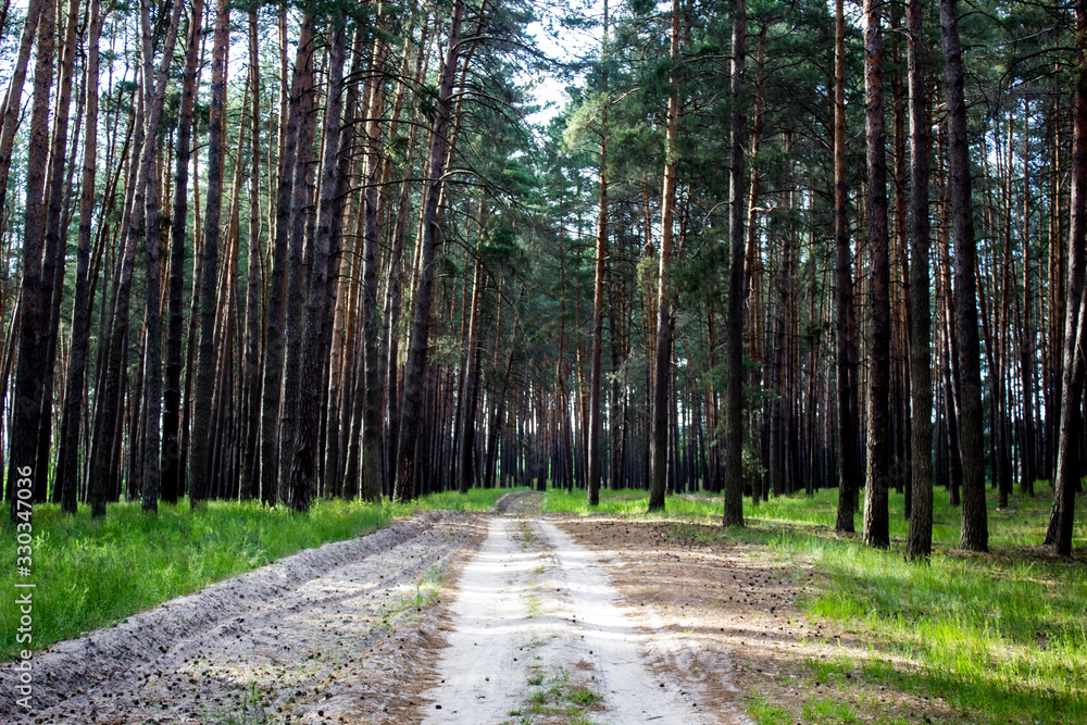 Fototapeta premium The pine forest with a road in the spring. Green forest road. Natural environment. Nature environment, branches and trees. Travel in nature by walking.