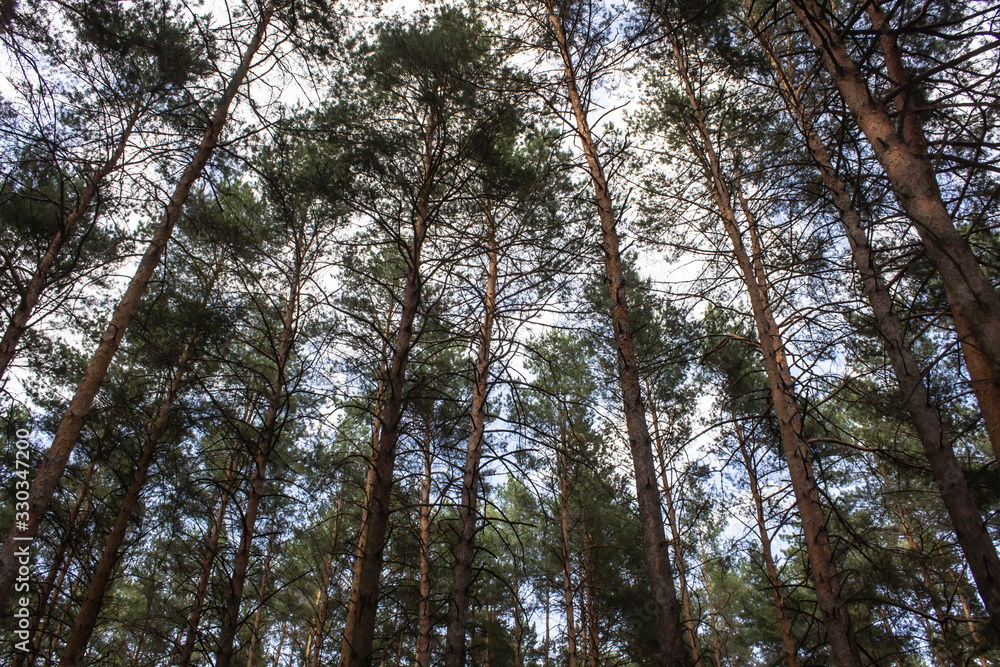 Tall dry pine trees against the blue sky. Beautiful coniferous trees against the blue sky. The tops of tall trees in a pine forest. The tops of tall trees in a pine forest. Blue sky over pines. Tall dry pine trees against the blue sky. Beautiful coniferous trees against the blue sky. The tops of tall trees in a pine forest. The tops of tall trees in a pine forest. Blue sky over pines.