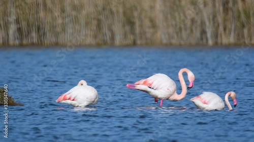 Flamencos descansan y se alimentan en las aguas de las lagunas de Punta Entinas, en Almería, al sur de Europa