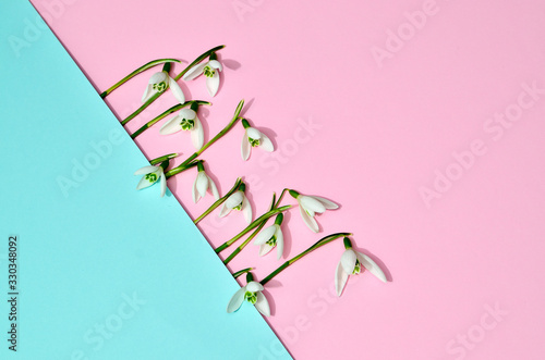 Creative layout made with snowdrop flowers on bright blue pink background. Flat lay. Spring minimal concept.
