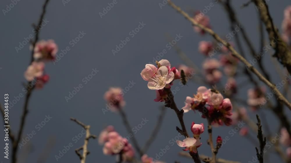 Apricot Flower With Blooming Flowers And A Bee Apricot Flower With Blooming Flowers And A Bee