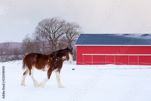 Tall handsome chestnut Clydesdale horse with sabino markings walking in field covered in fresh snow during an early windy morning in a rural part of Quebec City, Quebec, Canada photo
