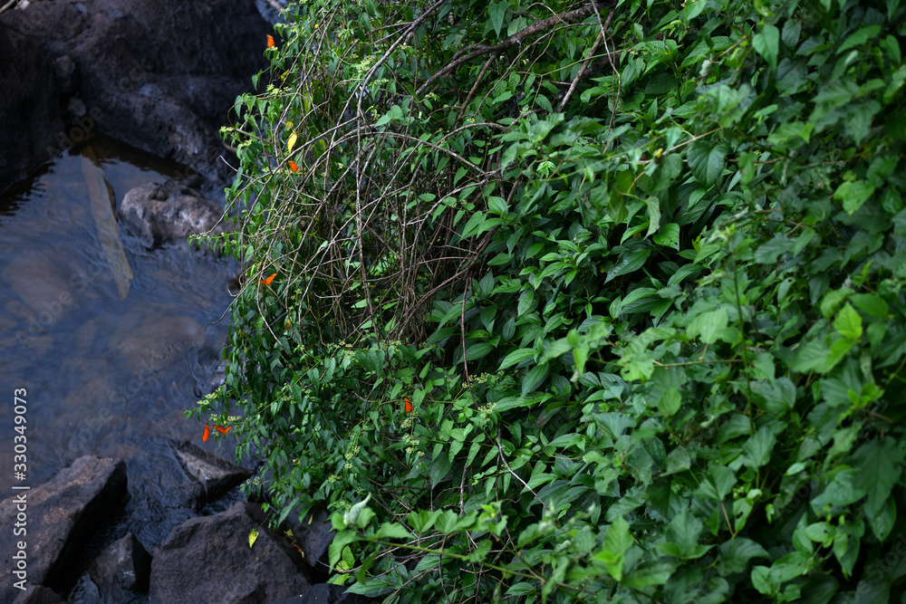 rushing waterfall and mountain river in the jungle