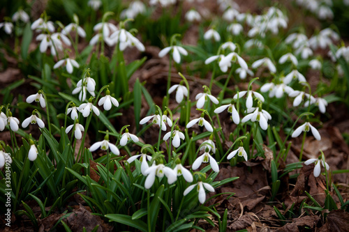 Flowers snowdrops. First beautiful snowdrops in spring.  Common snowdrop blooming. Galanthus nivalis bloom in spring forest. White tender flower primrose.