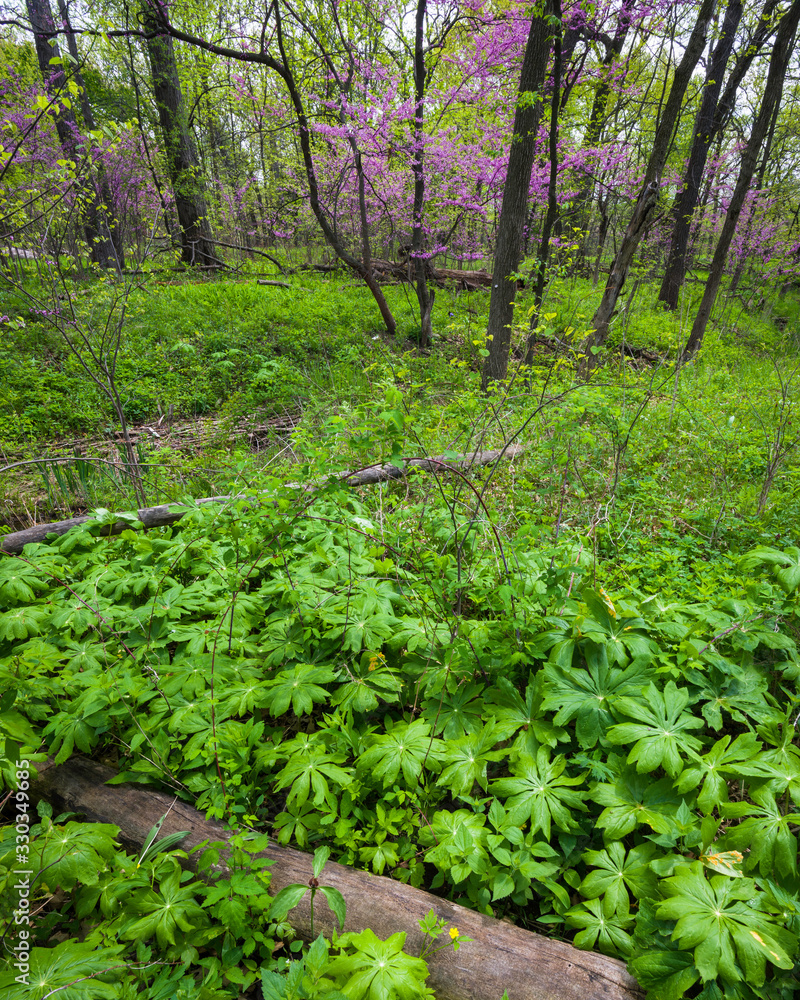 Flowering eastern redbud trees add a splash of pink the the spring woods. Flowering eastern redbud trees add a splash of pink the the spring woods.