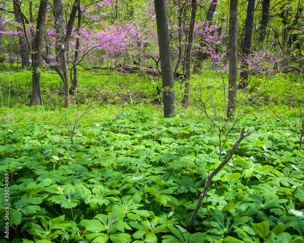 The vibrant pink blossoms of the flowering eastern redbud trees compliment the colors of the spring green woods. The vibrant pink blossoms of the flowering eastern redbud trees compliment the colors of the spring green woods.