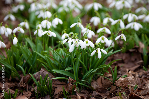 Flowers snowdrops. First beautiful snowdrops in spring. Common snowdrop blooming. Galanthus nivalis bloom in spring forest. White tender flower primrose.
