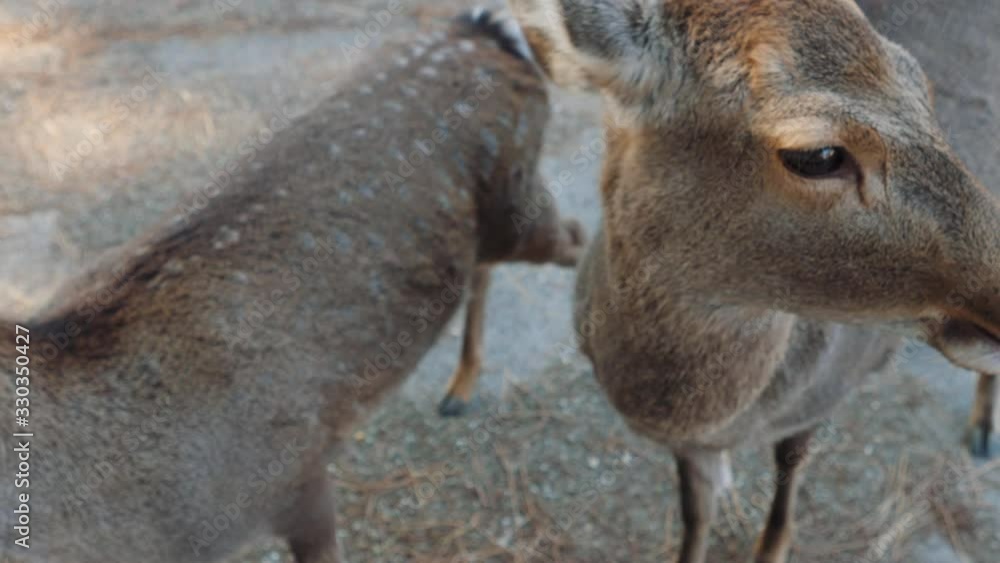 Male Hand Feeding Deers With Acorns In Nara Park, Japan. 4K POV Footage. Male Hand Feeding Deers With Acorns In Nara Park, Japan. 4K POV Footage.
