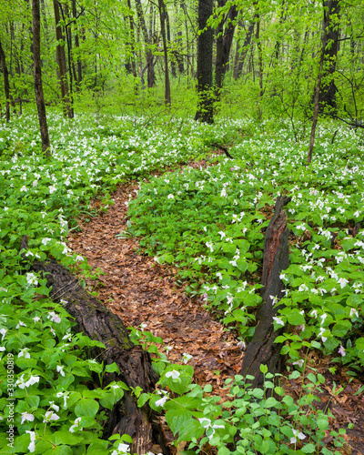 Native spring wildflowers white trillium carpet the floor of the spring woods. photo