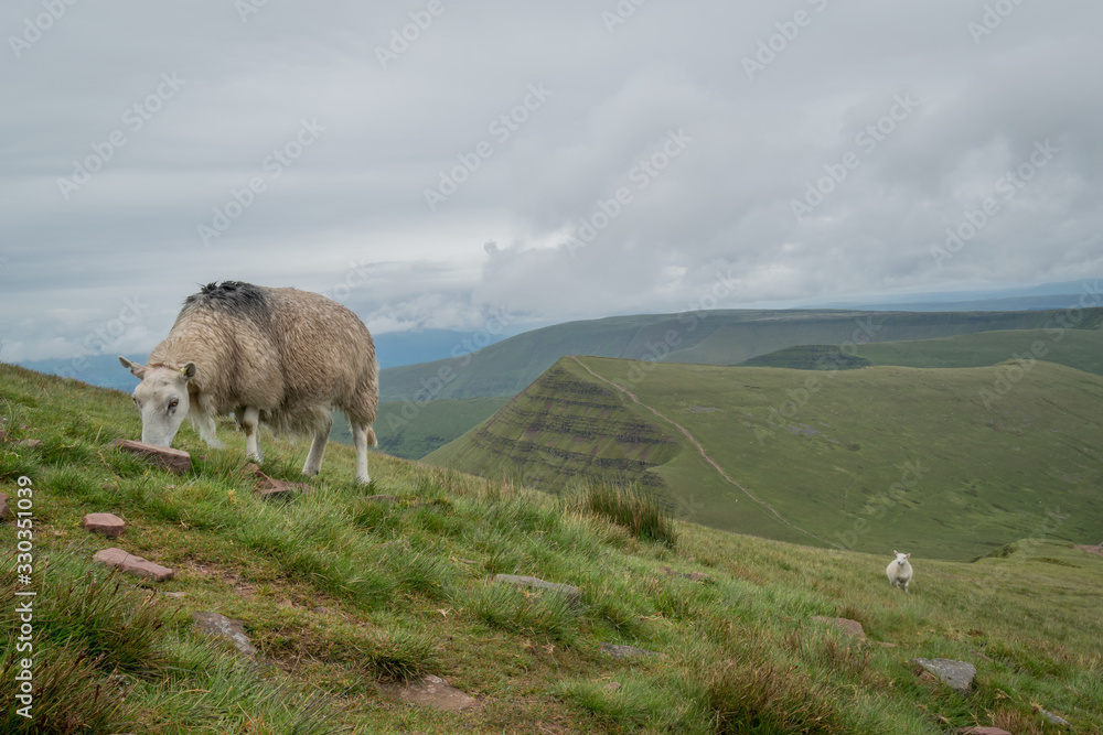 Fototapeta premium Pen-y-Fan Mountain Hike