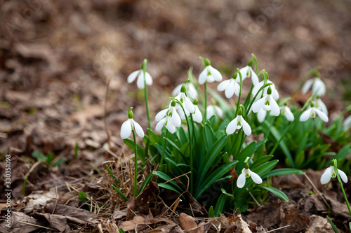Flowers snowdrops. First beautiful snowdrops in spring. Common snowdrop blooming. Galanthus nivalis bloom in spring forest. White tender flower primrose.