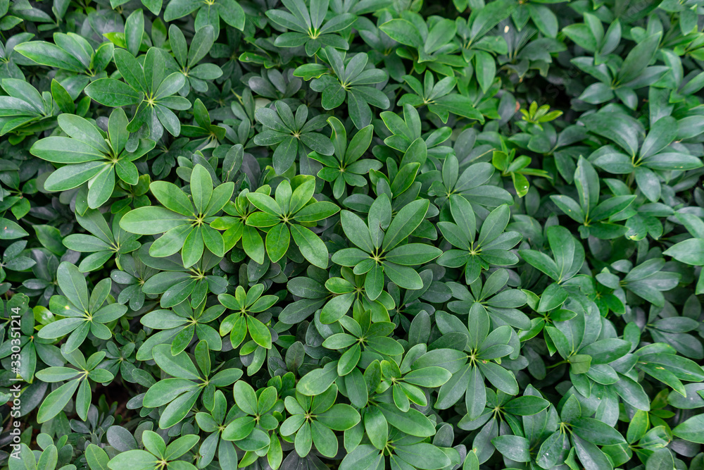 Background images of green leaves texture