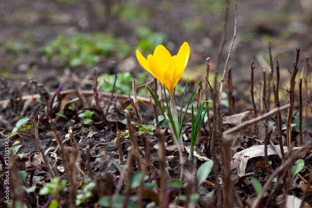 Yellow saffron (lat. Crócus flávus) - primrose in the forest. Beautiful yellow flower, greeting card. Delicate bud on a blurred background.