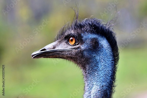The emu is the second-largest living bird by height, after its ratite relative, the ostrich.