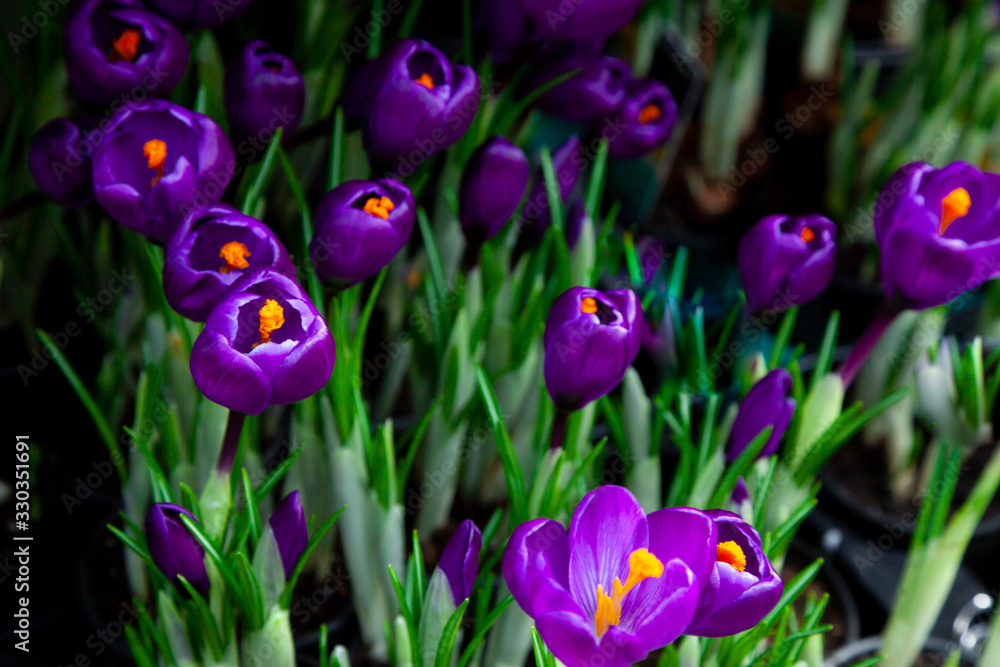 Crocus flower breaks out of the ground. A primrose in forest, a spring bloom crocus purple. From the core of which they make saffron spice. Crocus flower breaks out of the ground. A primrose in forest, a spring bloom crocus purple. From the core of which they make saffron spice.