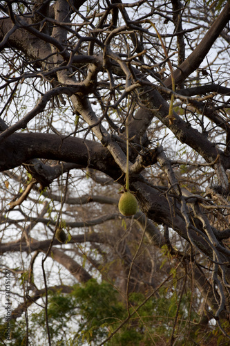 A fruit of an African baobab (Adansonia digitata)