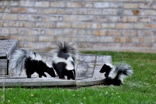 The striped skunk is a skunk of the genus Mephitis that occurs across most of North America, including southern Canada, the United States, and northern Mexico. 