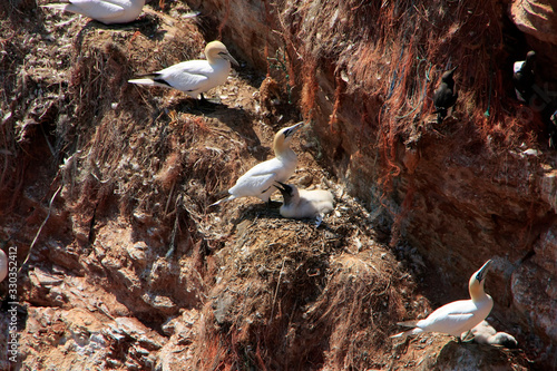 Brooding gannets on guillemots rock of Heligoland