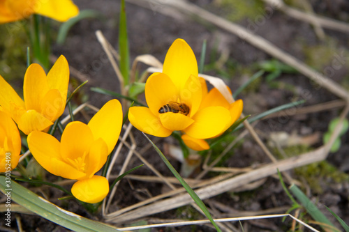 an insect a bee sits inside a yellow crocus flower and collects pollen. There is a place for inscription. Flora