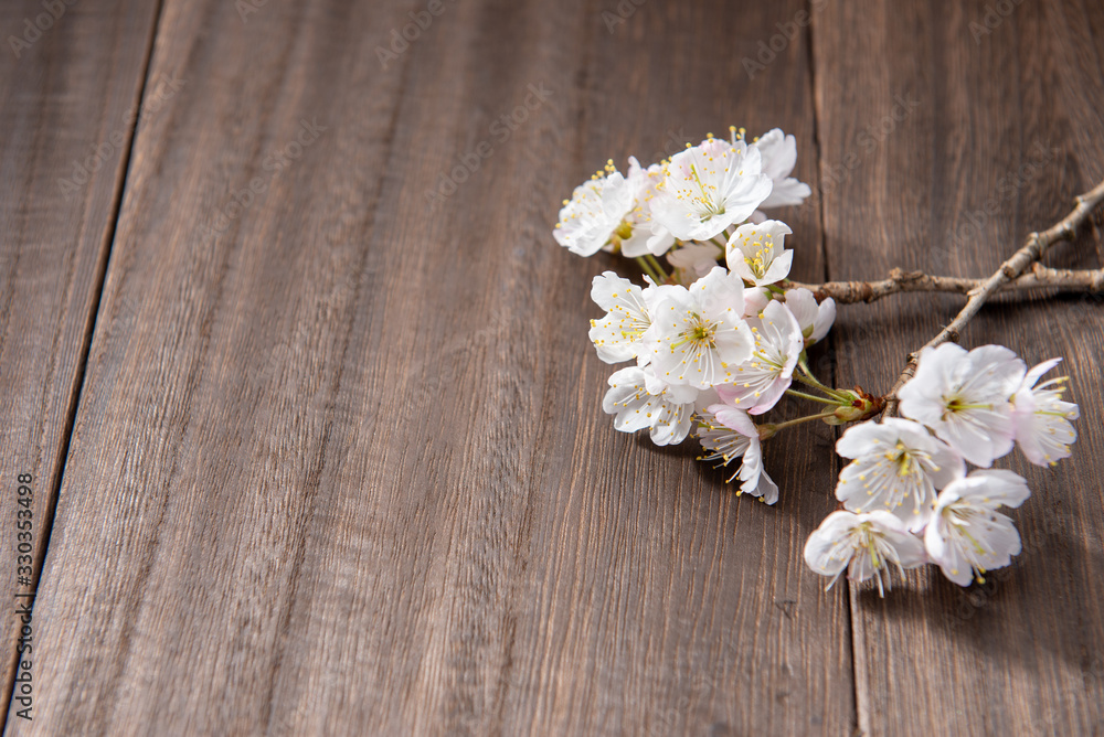 桜の花 桜の花
