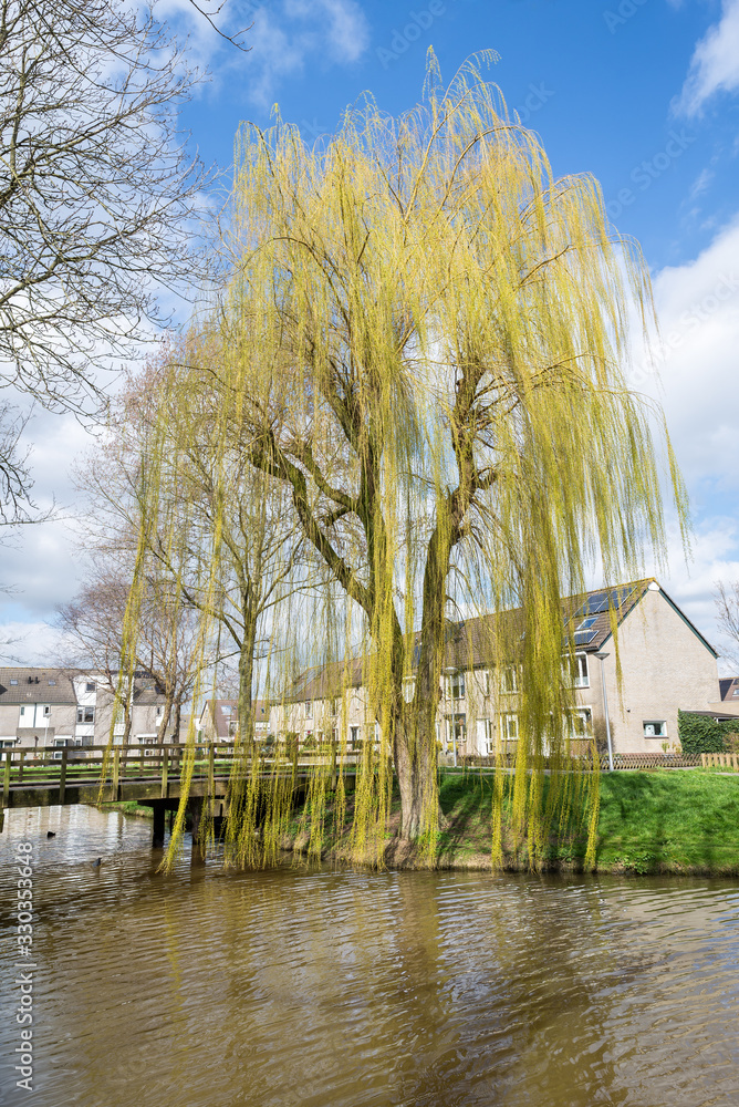 Weeping Willow in early spring, small leaves are about to sprout. Weeping Willow in early spring, small leaves are about to sprout.