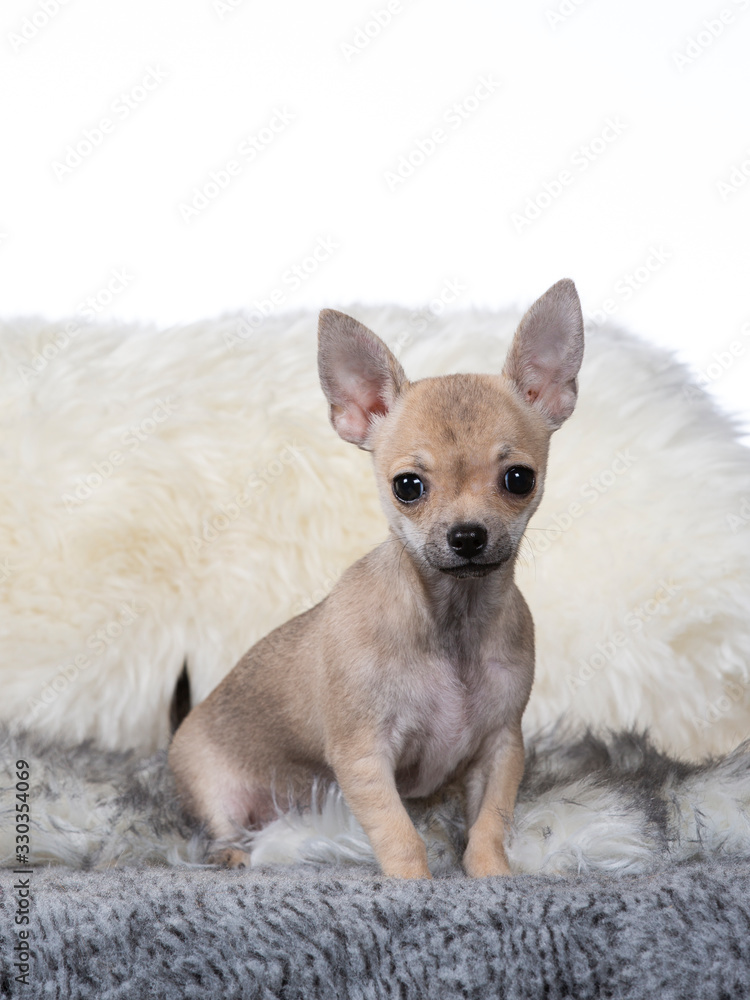 Cute and tiny Chihuahua puppy portrait. Image taken in studio with white background. Cute and tiny Chihuahua puppy portrait. Image taken in studio with white background.