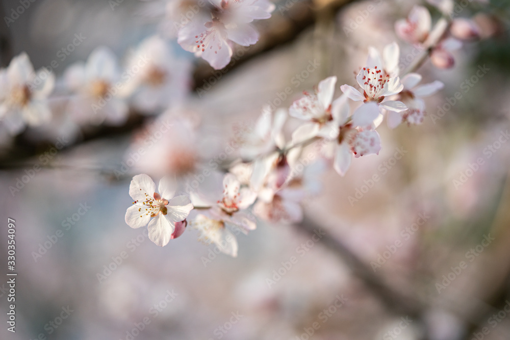 Spring flower Spring flower