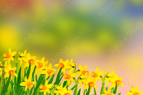 Fototapeta Naklejka Na Ścianę i Meble -  Spring flowers of daffodils.