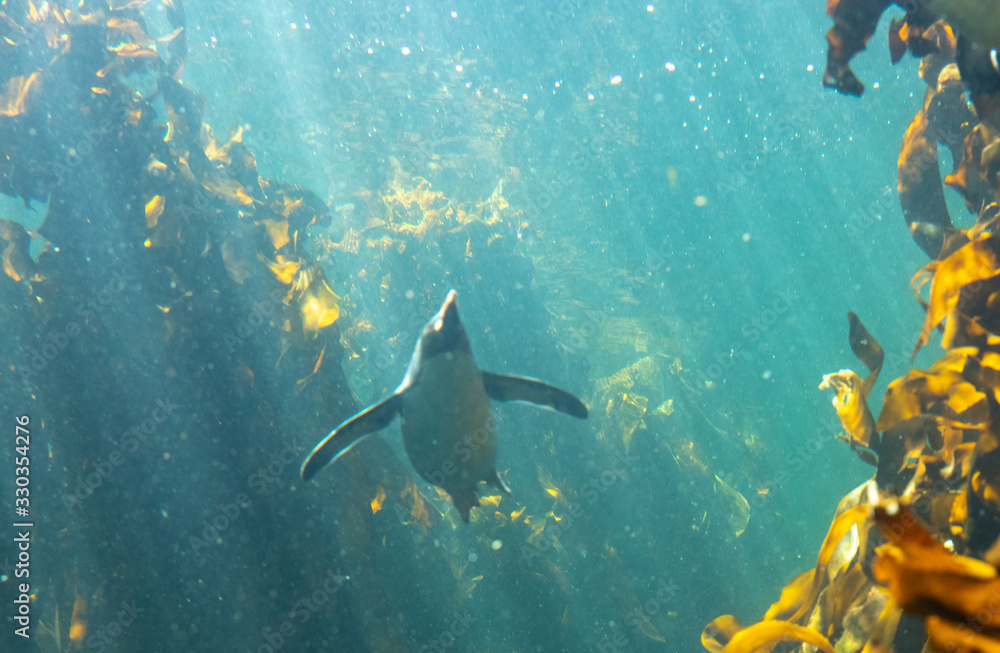 Fototapeta premium Penguine