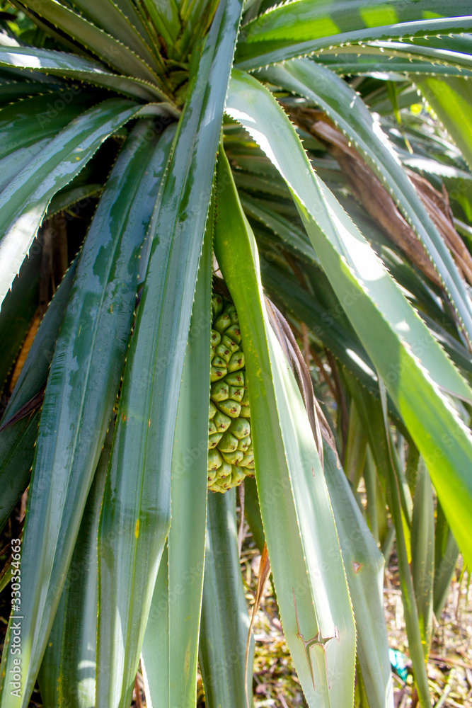 Obraz premium corn on stalk