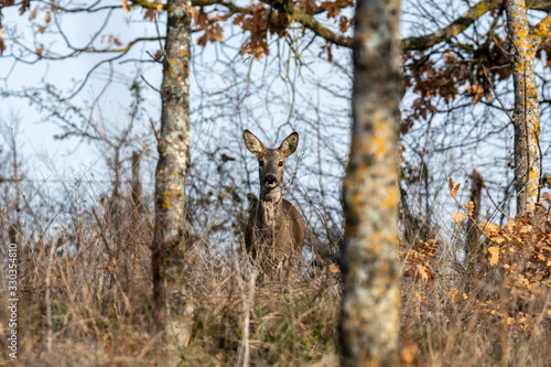 Capriolo  Capreolus capreolus  - Tagliacozzo Aq