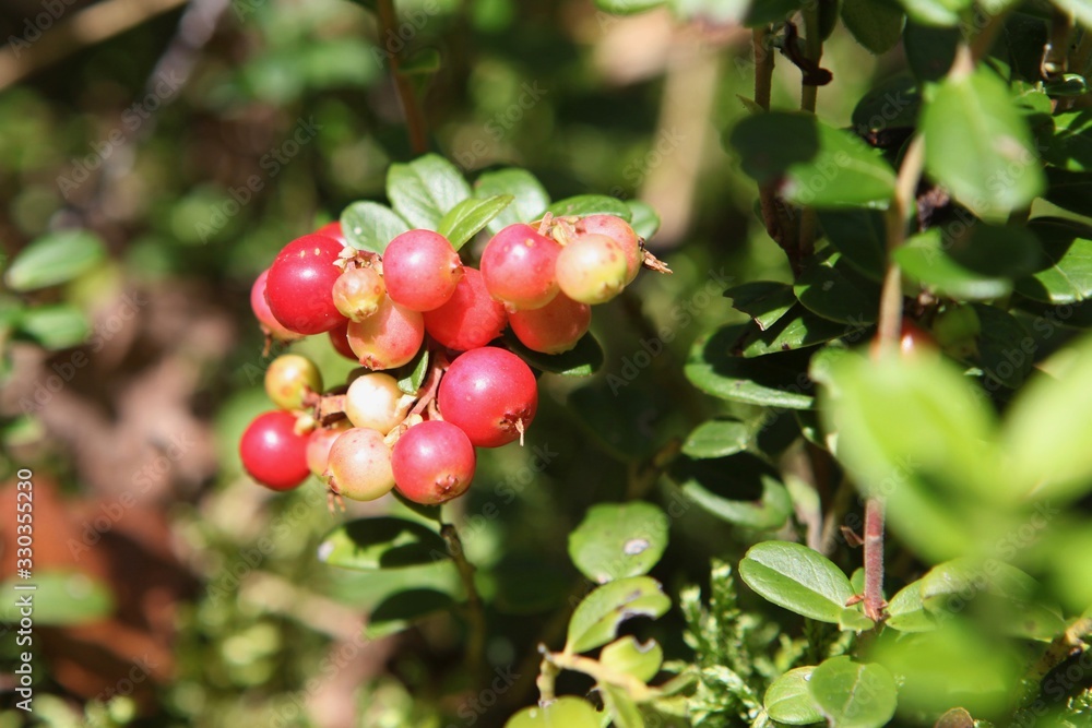 Lingonberry berries on a branch in a forest in a swamp.
