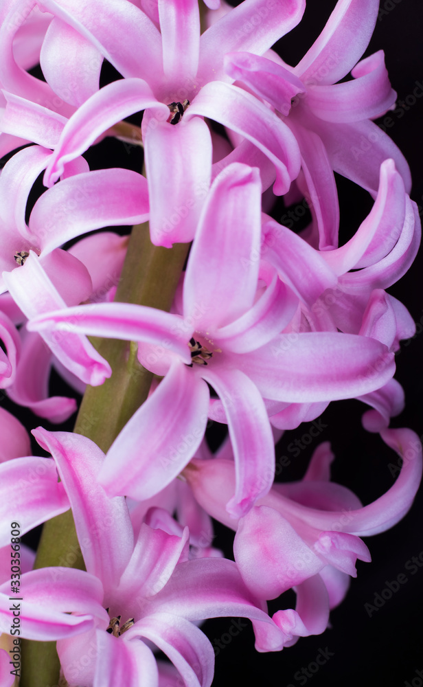 the flower of a lush pink hyacinth shot close up on a black background