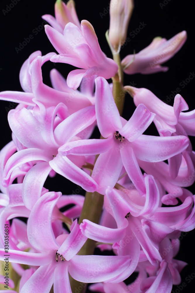 pink Hyacinth flower blooming luxuriously on a black background